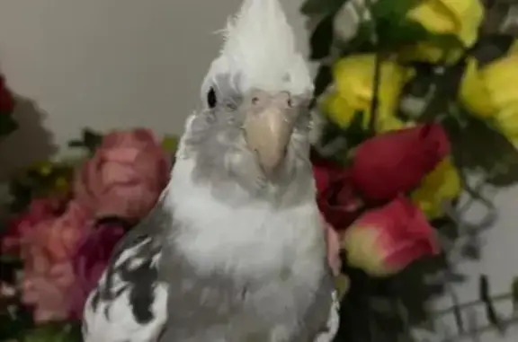 Lost Cockatiel 'Snowy' in Wentworthville
