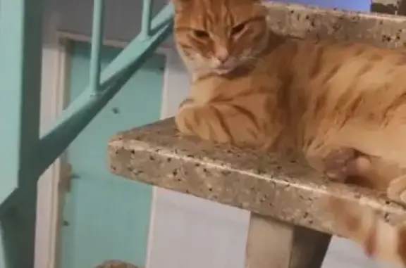 Animaux trouvés Apt, photo: Chat roux sociable trouvé, Apt