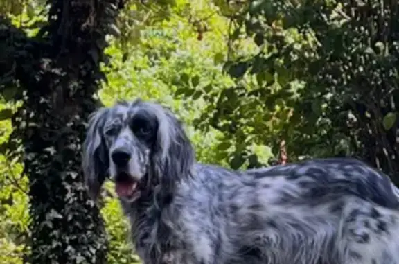 Animaux perdus , photo: Setter anglais perdue à Saint-Izaire