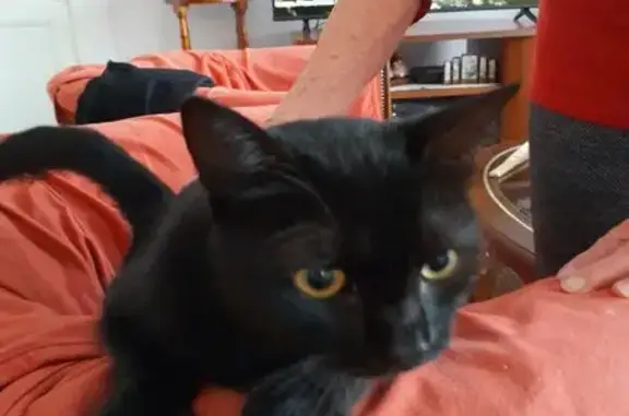 Chat trouvé Le Haillan, photo: Chat noir jeune trouvé au Haillan