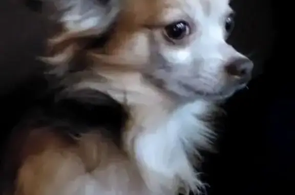 Perro Perdido en Besalú: Marrón y Cariñoso
