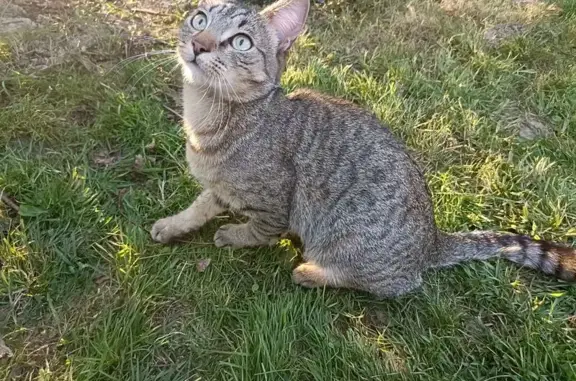 Chat perdu, eczema pattes avant, Normandie - photo