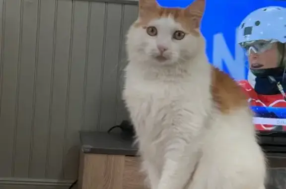 Chat roux et blanc perdu à Ferrières - photo