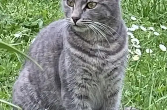 Missing cat Playford, photo: Lost Grey Tabby Cat in Playford Area