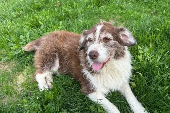 Chien perdu à Mouchan : Jack, 13 ans - photo