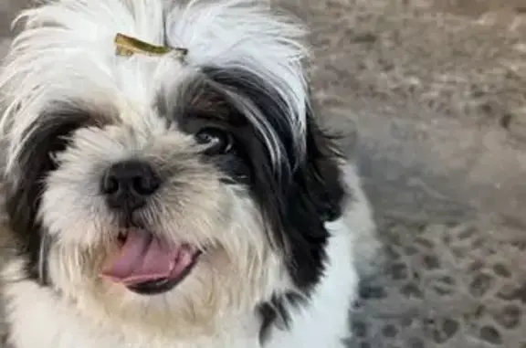 cachorro desaparecida