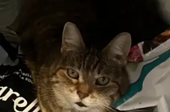 Animaux perdus , photo: Chat tigrée 15 ans perdue Le Chesnay