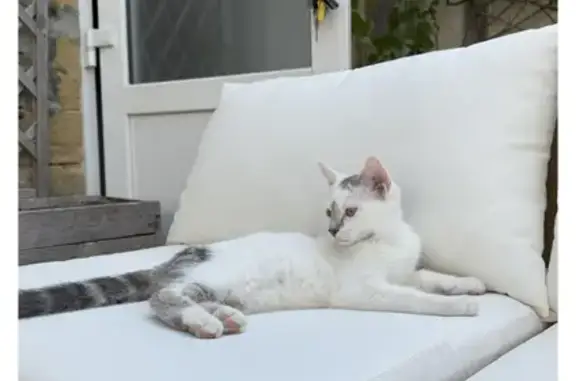 Chaton blanc et gris perdu à Longues-sur-Mer - photo