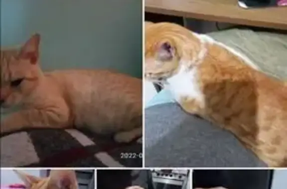 gato desaparecida