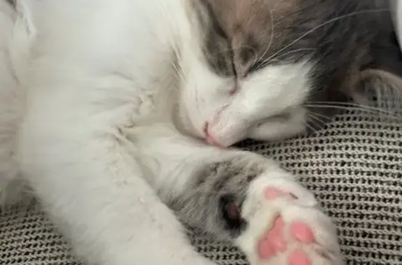 Chat gris et blanc perdu à La Tremblade - photo