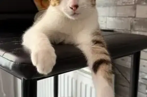 Chat perdu : tigré blanc, malformation oreille/œil - photo