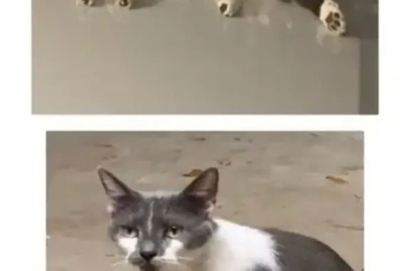 Lost Cat: Dark Gray, Half-Mustache