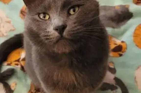 Lost Grey Cat with Green Eyes in Waukesha