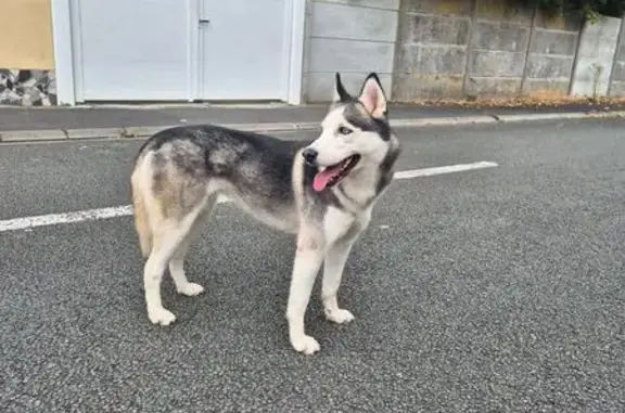 Chien trouvé , photo: Jeune Husky gris/blanc trouvé à Sains-en-Gohelle