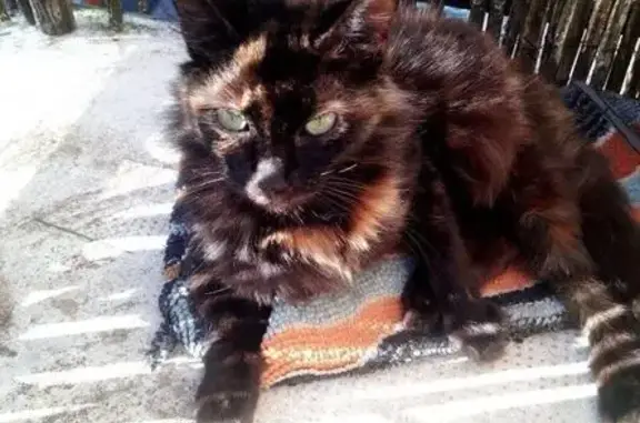 Chatte perdue Écaille, rue Victor Hugo - photo
