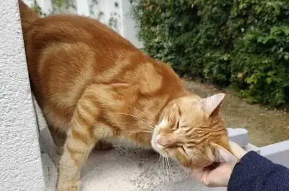 Animaux trouvés Arcachon, photo: Chat roux trouvé à Arcachon