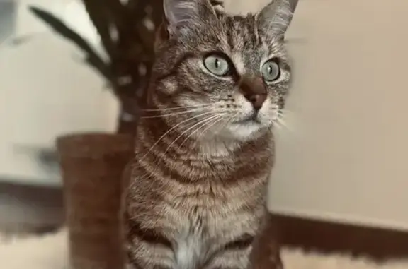 Animaux perdus , photo: Chatte 