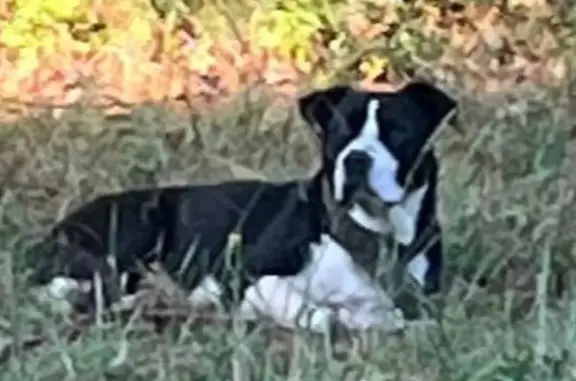 Found dog , photo: Friendly Black & White Dog Found on Orvil