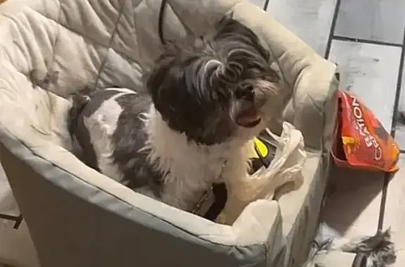 Lost Dog: Black & White, Needs Help