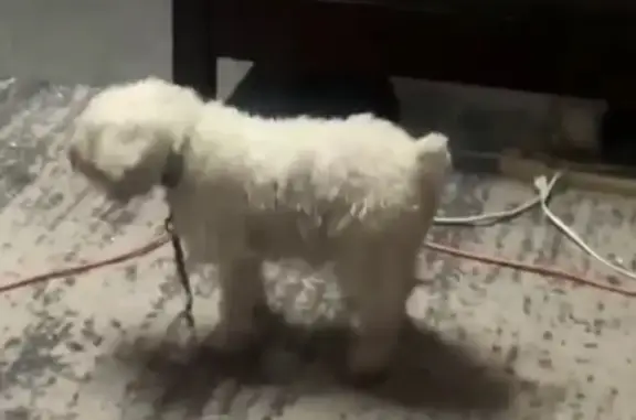 Lost Dog: 11-Year-Old White & Yellow Pup