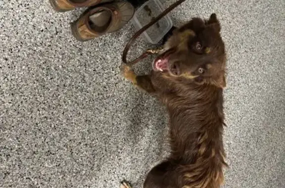 Found dog Lakeland, photo: Found: Small Brown Dog on Prairie Sky Dr