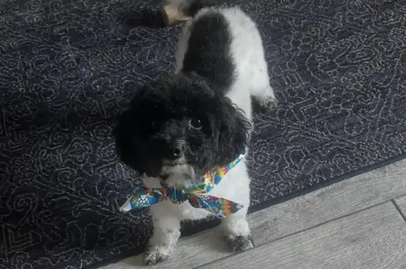 Lost Poodle Mix in Woodridge, IL