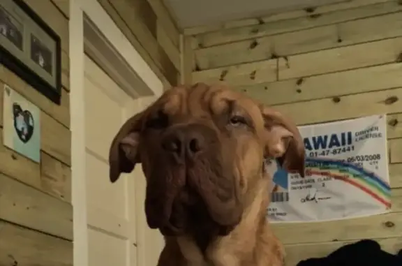 Lost Dog: Roscoe with Red Bandanna
