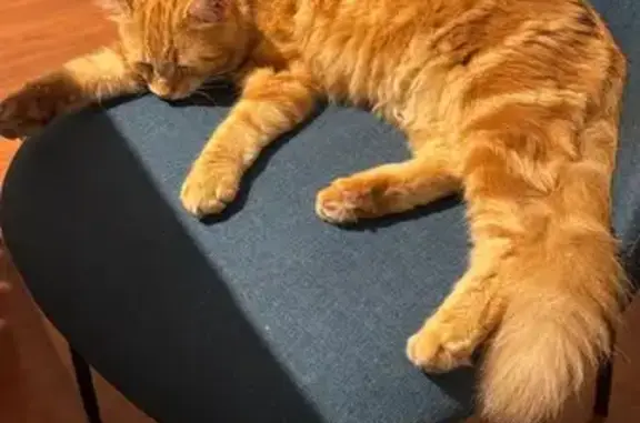 Chat trouvé Toulouse, photo: Chat roux trouvé près du cimetière Montaudran