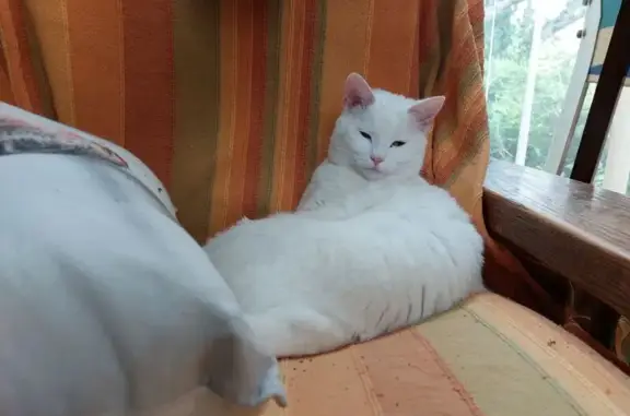 Chat perdue : Lune, blanche, rue d'Artois - photo