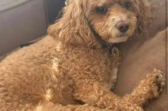Lost Apricot Poodle in Plainwell, MI