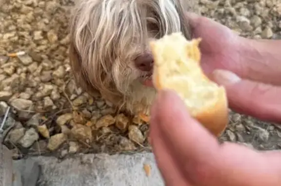 Found pets , photo: Found: Kind Small White Dog on Water Lily