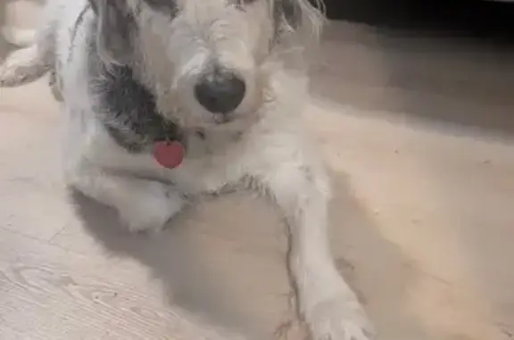 Lost Dog: Friendly Terrier Mix in LR