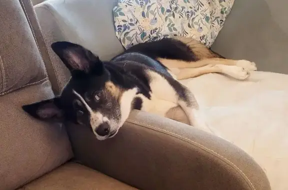 Missing dog Milford, photo: Lost Mini Husky Mix in Milford Area