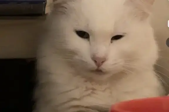 Lost: 2-Year-Old White Turkish Angora