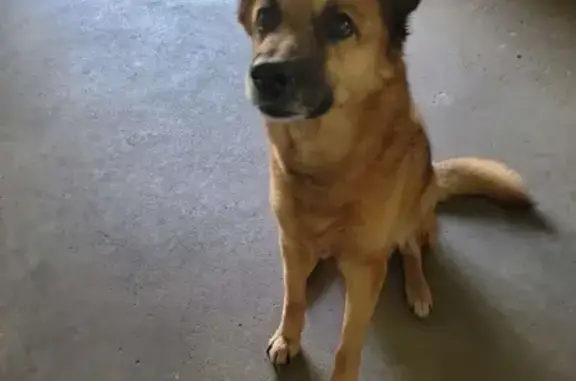 Help Find Our Friendly Lost Dog in Barrington