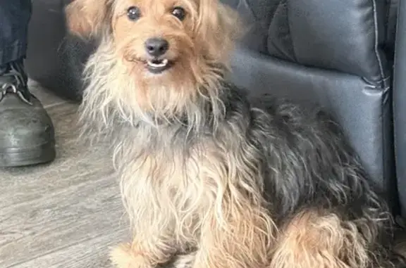 Found dog Mastic, photo: Friendly Lost Dog Found on Patchogue Ave