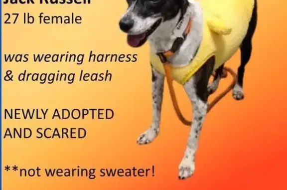 Help Find Jenna: Lost Dog in Mesa, AZ
