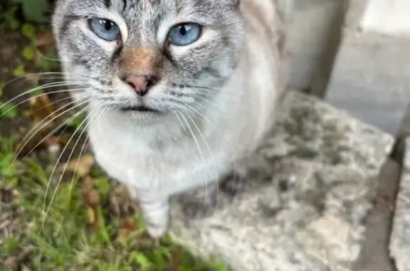 Chat trouvé Saint-Maixent-l'École, photo: Chatte trouvée, beige/marron, 2 ans, St-Maixent