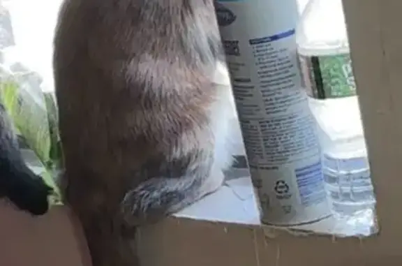 Missing cat Waltham, photo: Lost Cat: Friendly but Shy, Waltham