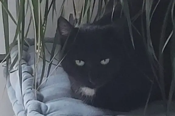 Chat noir perdu Impasse de la Ferme - photo