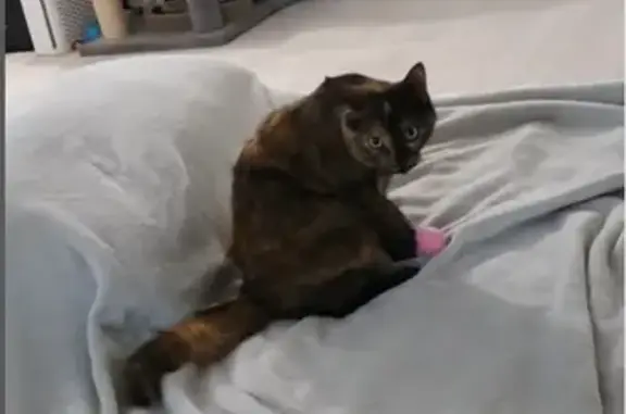 Lost Calico Cat: Shy, Black Paws, Niles
