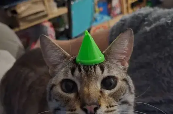 ¡Recompensa! Gato Gris Perdido en San Sebastián