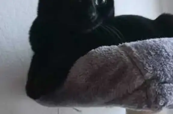 Chatte perdue craintive à Grièges - photo