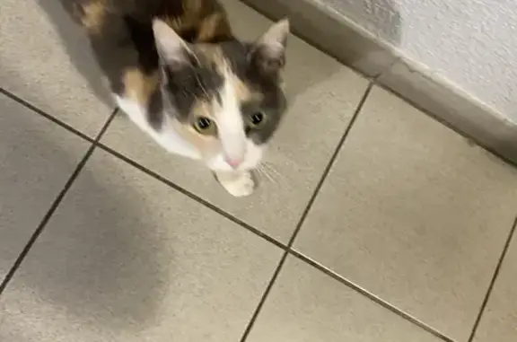 Animaux trouvés Elbeuf, photo: Chat tricolore trouvé affamé à Elbeuf