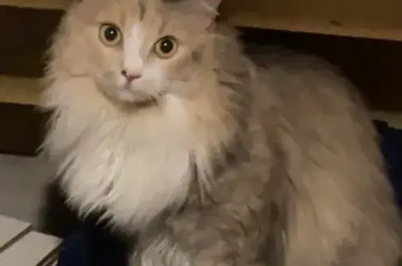 Friendly Cat Lost on Cardigan St, Guelph