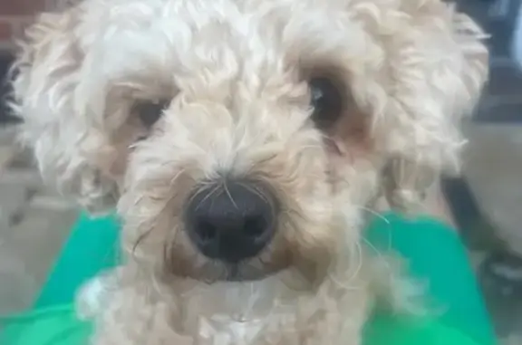 Missing dog Houghton Regis, photo: Lost Small Blonde Dog in Houghton Regis