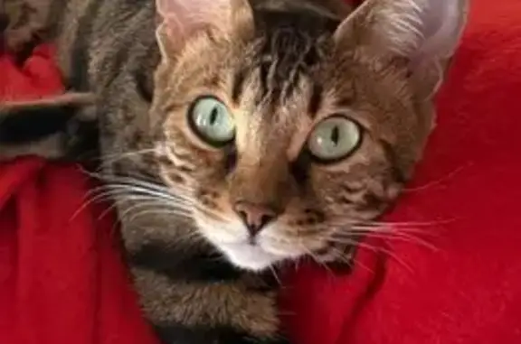 Animaux perdus , photo: Chatte bengal perdue à Mormant-sur-Vernisson