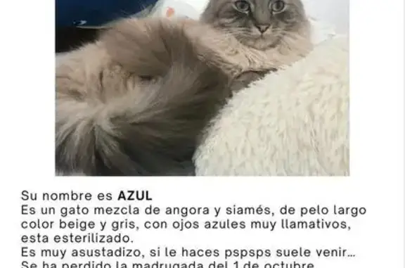 Gato Azul Perdido en Ciudad Jardín, Badajoz