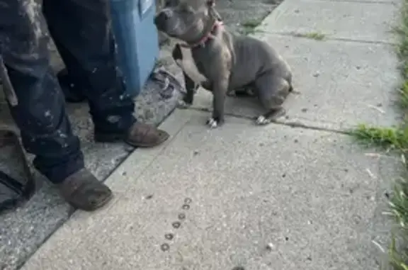 Found pets , photo: Found: Gray & White Bully on Hwy 140