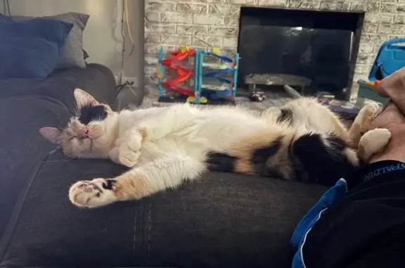 Lost Calico Cat with Halloween Collar